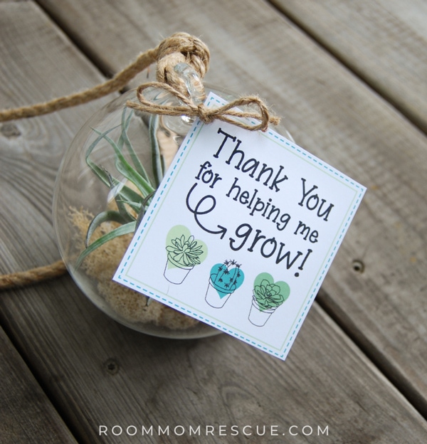Succulent air plant in glass container to be given as a teacher appreciation gift with the printable tag that says, "Thank you for helping me grow!"